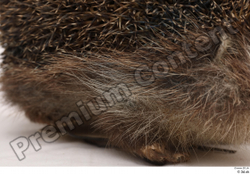  Hedgehog - Erinaceus europaeus # 3 